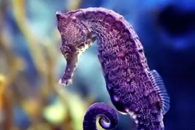 Caballito de mar Morado