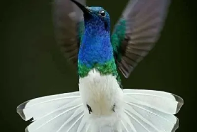 פאזל של colibrí