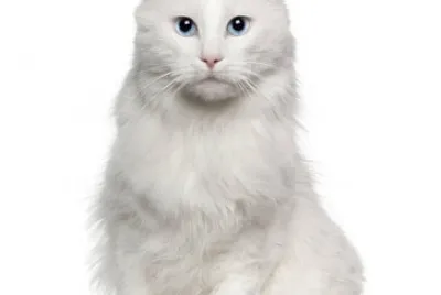 AngelCat