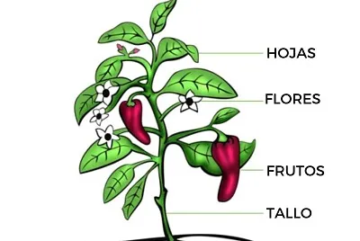 Partes de las plantas