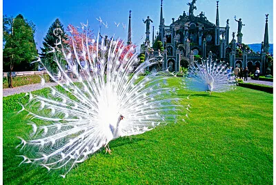 340- JARDIN