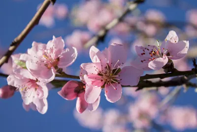 sakura
