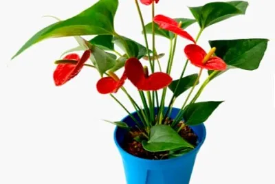 פאזל של planta 02