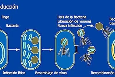 bacterias