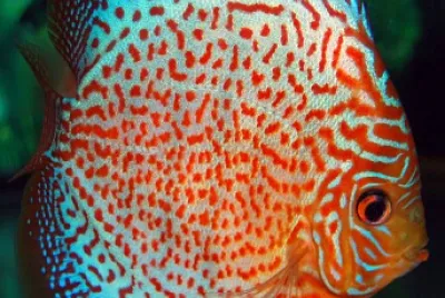 mar