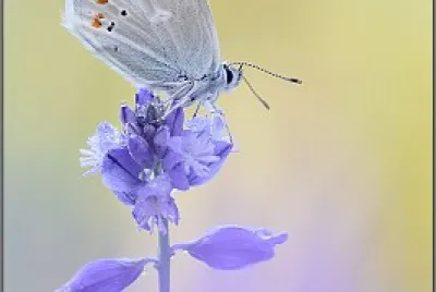 פאזל של mariposa