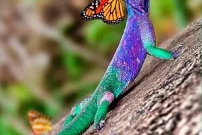 פאזל של iguana y mariposa