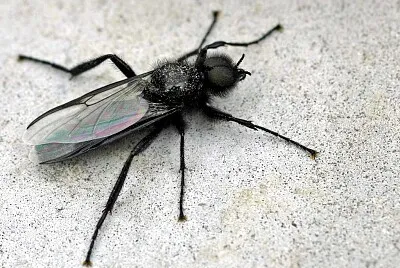 Bibio marci
