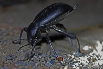 Blaps mucronata