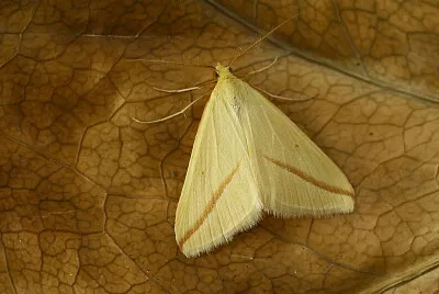 Aspitates gilvaria