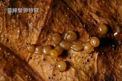 黃緣螢卵特寫