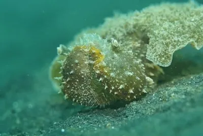 Melibe fimbriata
