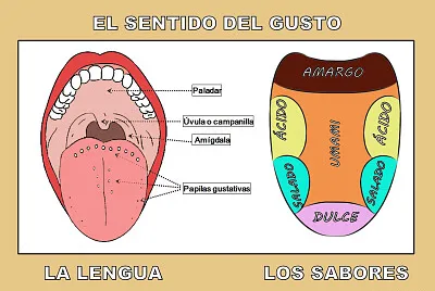 sentio del gusto