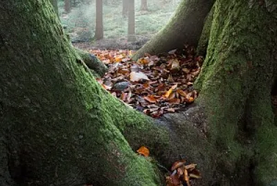 Raízes jigsaw puzzle