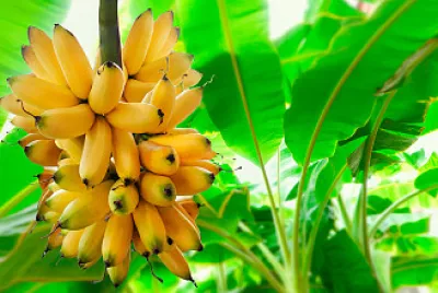 Auge del Banano en Ecuador