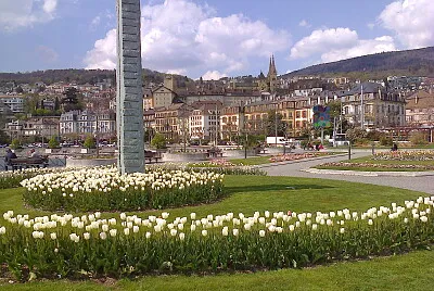 Neuchâtel Tulipes Blanches