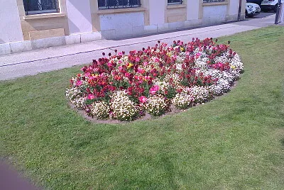 Neuchâtel tulipes et pensées