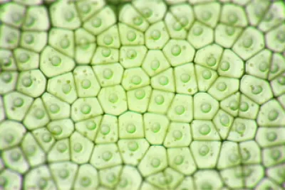 Cell Puzzle 2