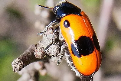 Clytra laeviuscula