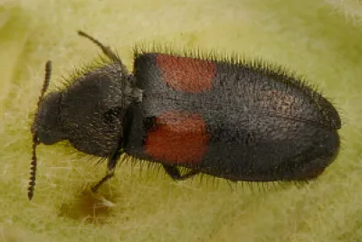 Divalee bipustulatus