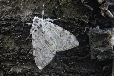 Lymantria monacha