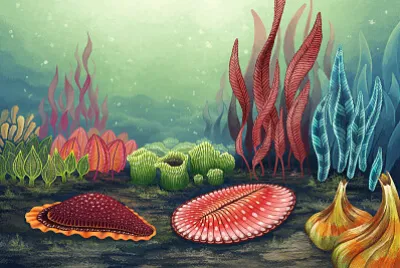 Periodo Ediacara