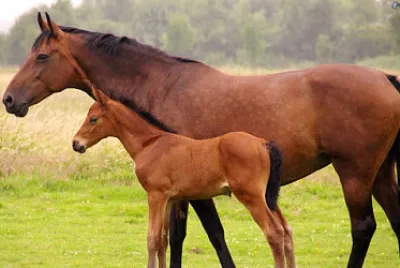 caballos
