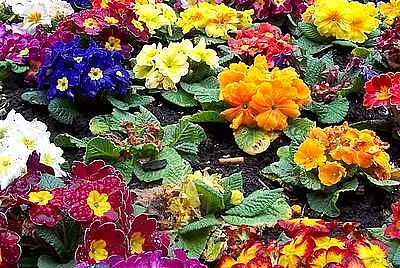 Primulas