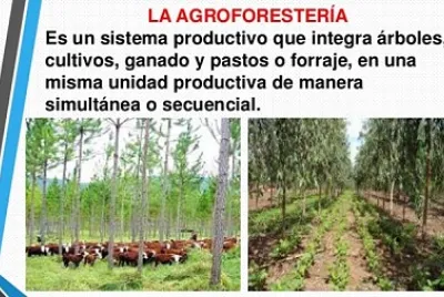 Agroforesteria jigsaw puzzle