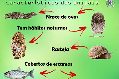 Animais 2º ano