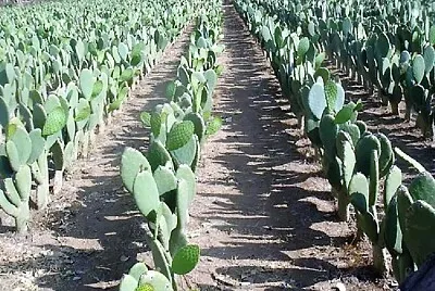 Nopales