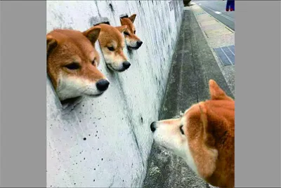 可愛動物