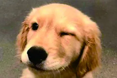 可愛動物