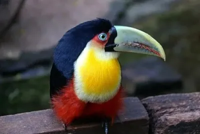 Foto