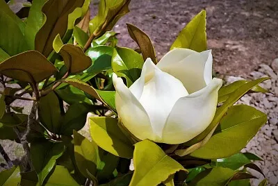 magnolia