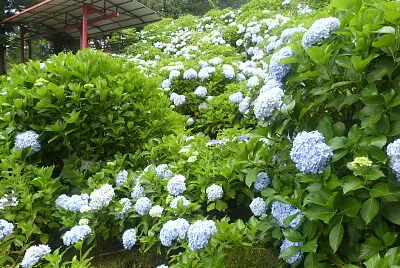 Hortênsia