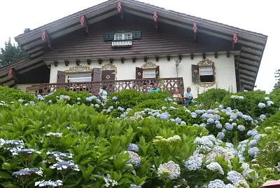 Hortênsia
