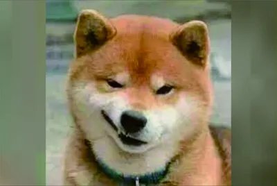 可愛動物