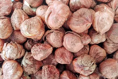 AVELLANAS
