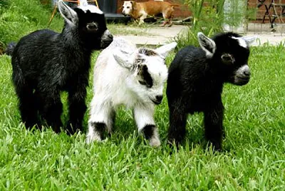 cute baby goats