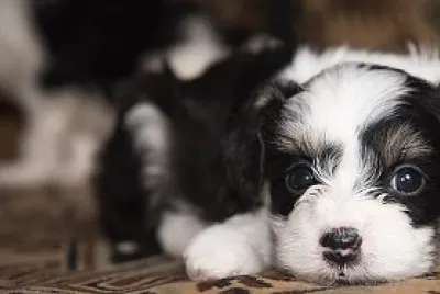 puppy