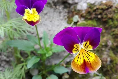 FLOWERS