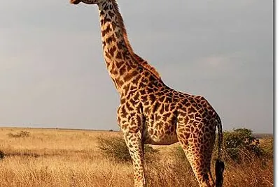 jirafa