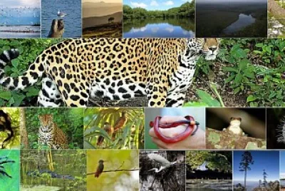 conocer las especies de Guatemala