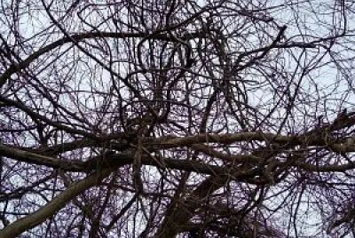 Grape vines covering the tree - Van Buren Park, AR