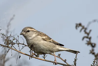 Sind sparrow