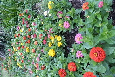 Flores