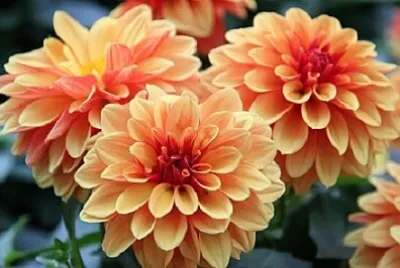 Foto jigsaw puzzle