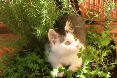 I miei animali preferiti jigsaw puzzle
