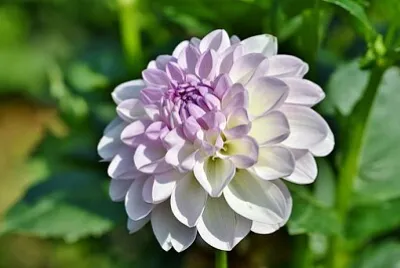 Foto jigsaw puzzle